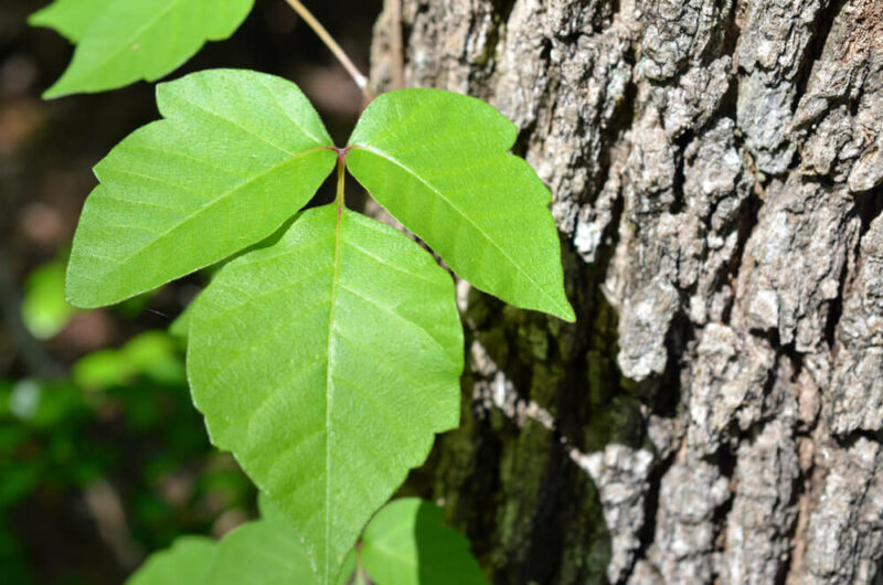 Myths & Facts About Poison Ivy & Poison Oak • Houma And Bayou Vista, LA ...